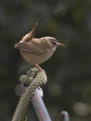 Troglodytes troglodytes - Winterkoning - Wren