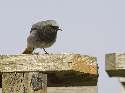 Phoenicurus ochruros - Zwarte Roodstaart - Black Redstart