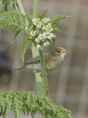 Phylloscopus trochilus  - Fitis - Willow Warbler