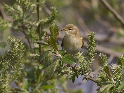 Phylloscopus trochilus  - Fitis - Willow Warbler