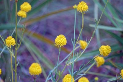 Yellow Milkwort (Polygala rugelii