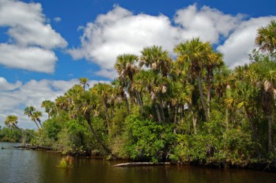 Wild Florida