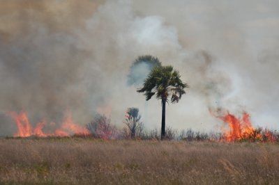 Controlled burn, Kissimmee Prairie Preserve State Park, Florida