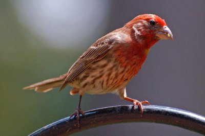 Purple Finch - Male