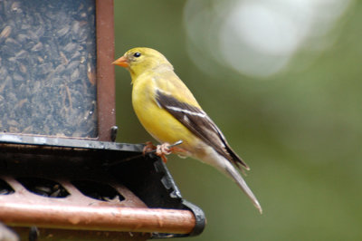 Gold Finch - Female