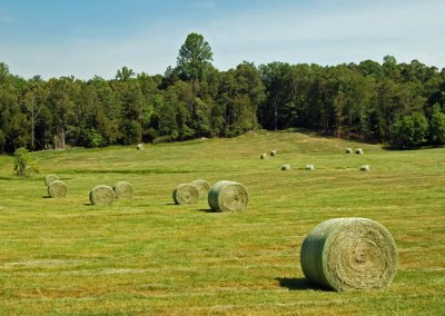 Scenic NC Countryside