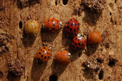 7 Ladybugs