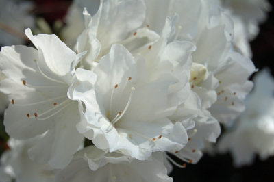 Formosa Azalea, White