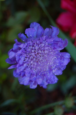 Pincushion Flower (Scabiosa)