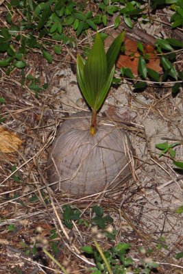 Sprouting coconut