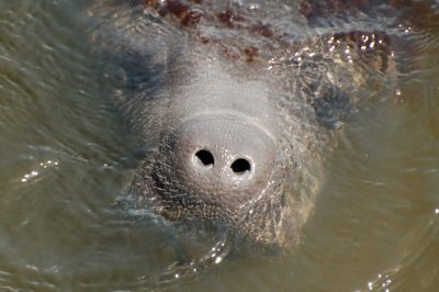 Face of a Wild Manatee