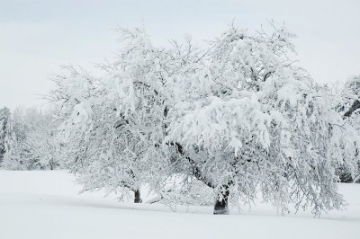 Apple Tree 4