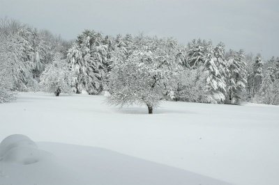 Orchard