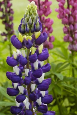 Lupine 1