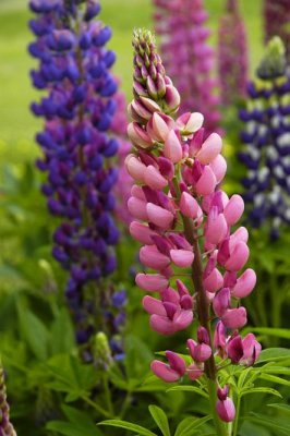 Lupine 2