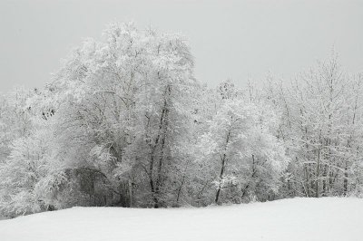 Trees and Snow