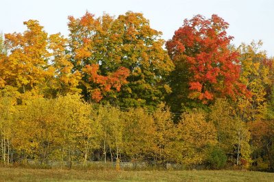Fall Colors 2