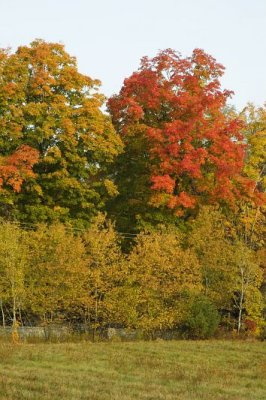 Fall Colors