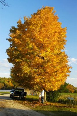 Peak Leaves