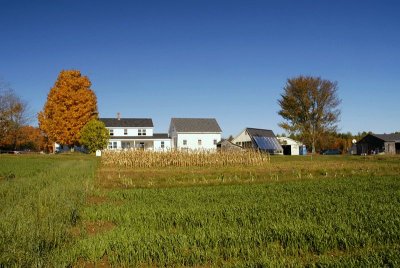New Leaf in the Fall