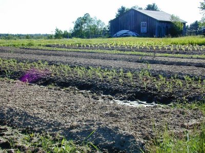 Early Crops