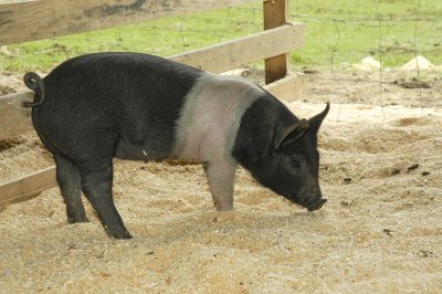 Pig 2