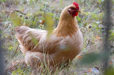 Chicken