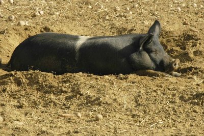 Pig 1