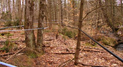 another view of a sugarbush