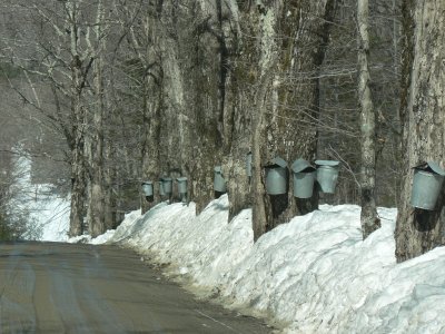 a sure sign maple syrup isn't far off...