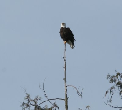 Skagit Valley eagle