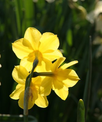 Roosengaard daffodil