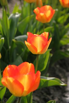 Skagit Valley tulips