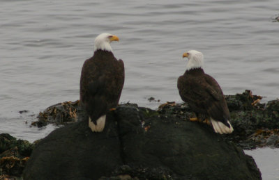 Sekiu eagles