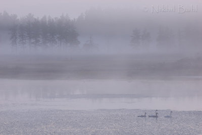 Swans In Fog_NIK9297.jpg