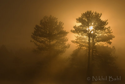 Foggy Sunrise1_NIK9358.jpg