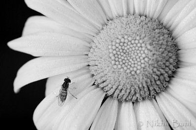 Hoverfly BW_DSC4553.jpg