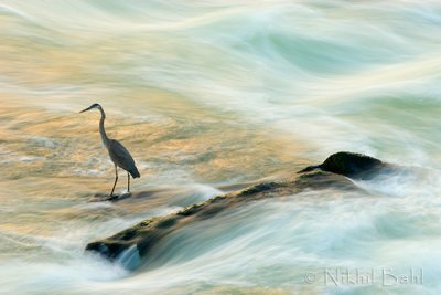 Waterflow Heron_NIK1537.jpg