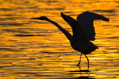 Sunset Dance_NIK5638.jpg