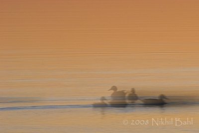 Ghostly Ducks_NIK2149.jpg