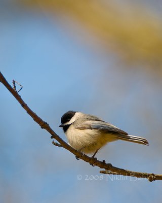 Chickadee_DSC3057.jpg