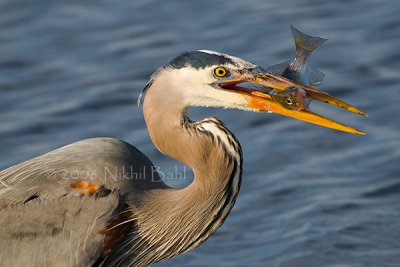 Heron's Breakfast_DSC3290.jpg