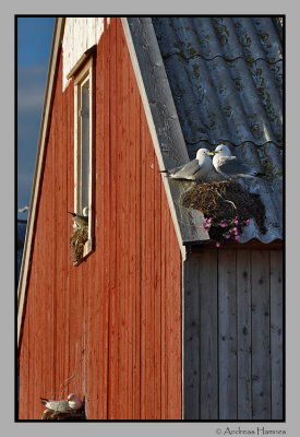 Nest with garden flowers