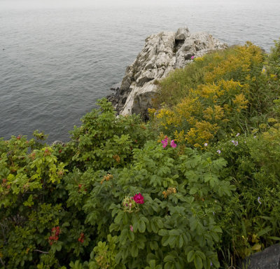 Portland Lighthouses