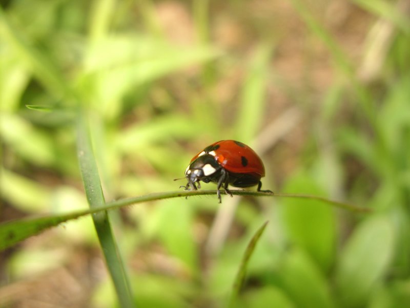 Ladybug5292a.jpg