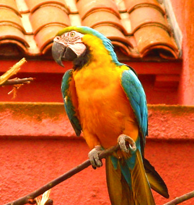 Amazom Parrot 006.jpg