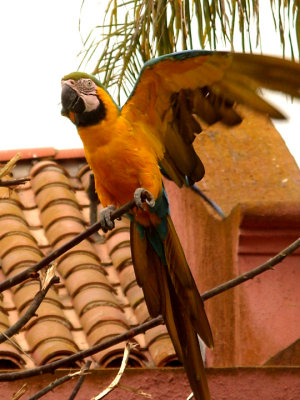 Amazon Parrot wing open 007.jpg