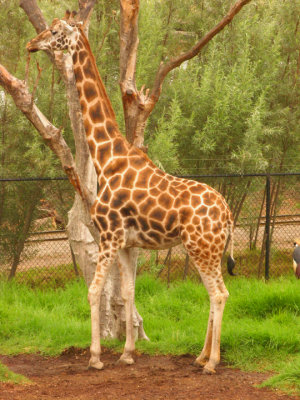 Giraffe by tree 055.jpg