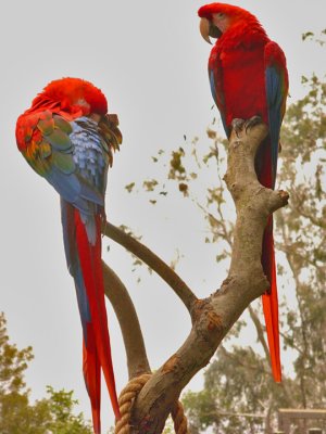 Pair Red Parrots 024.jpg