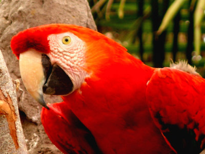 Red Parrot 001.jpg